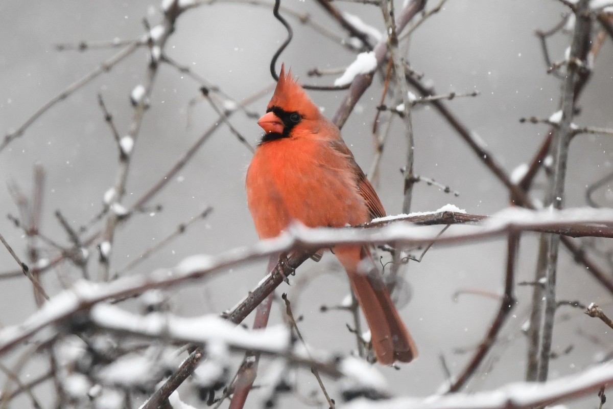 Northern Cardinal - ML627786486