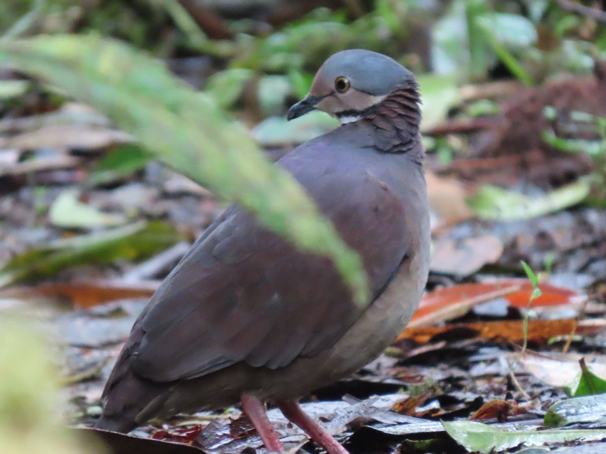 White-throated Quail-Dove - ML627786487