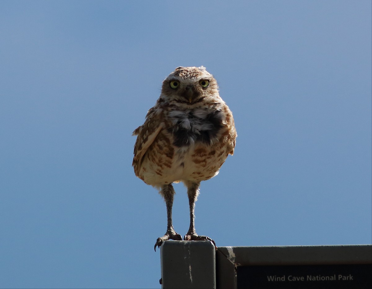 Burrowing Owl - ML62778651
