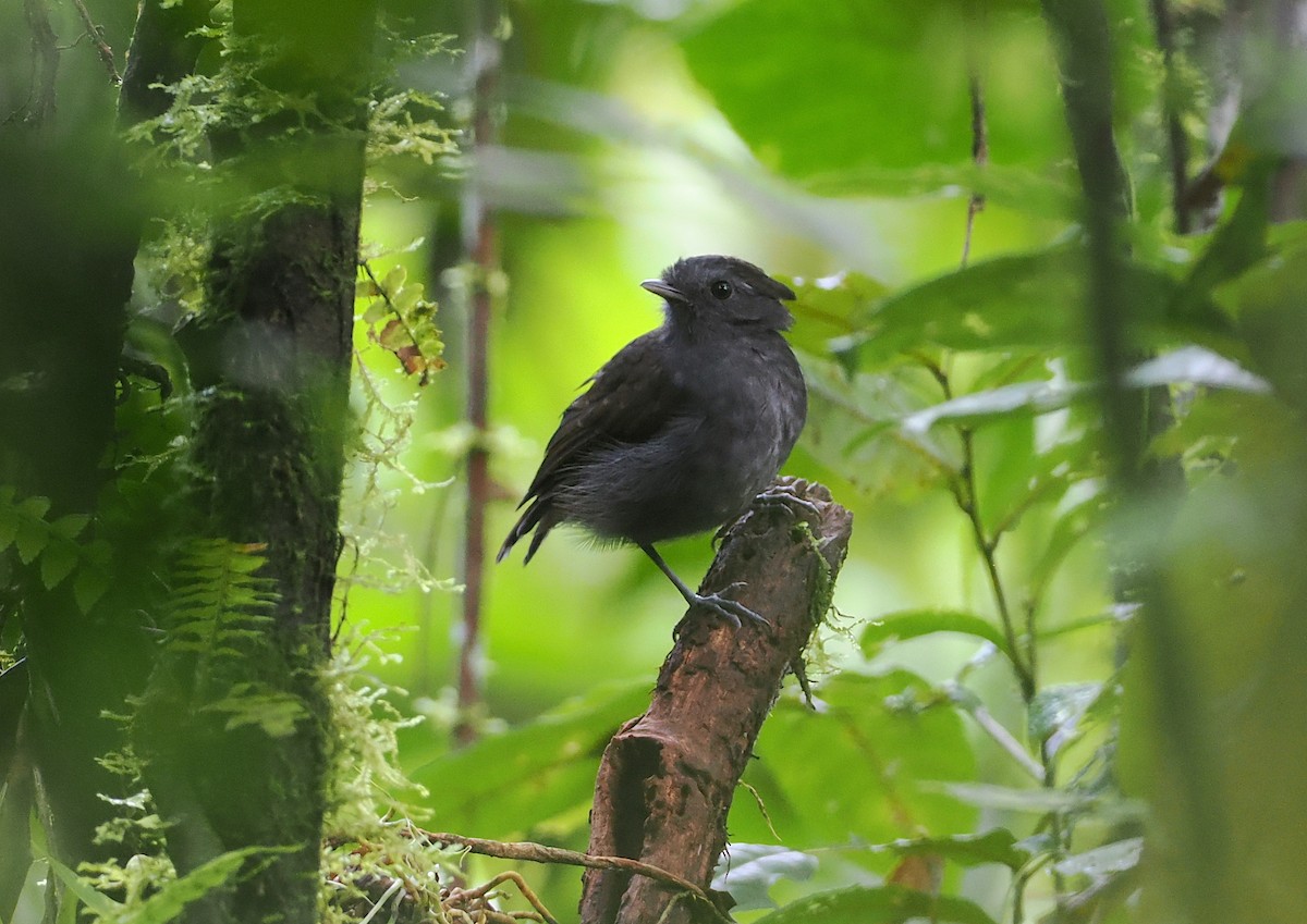 Slaty Gnateater - ML627786538
