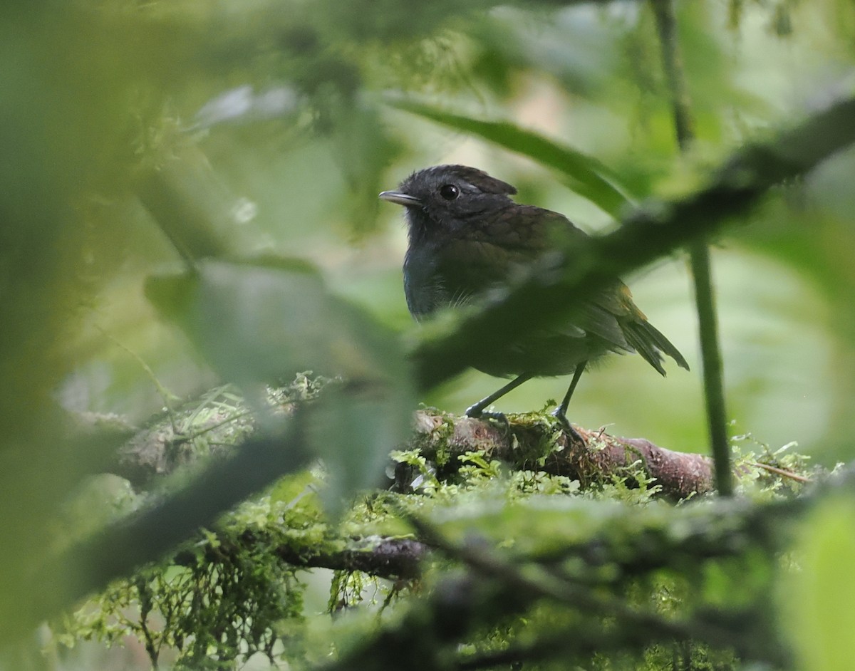 Slaty Gnateater - ML627786567