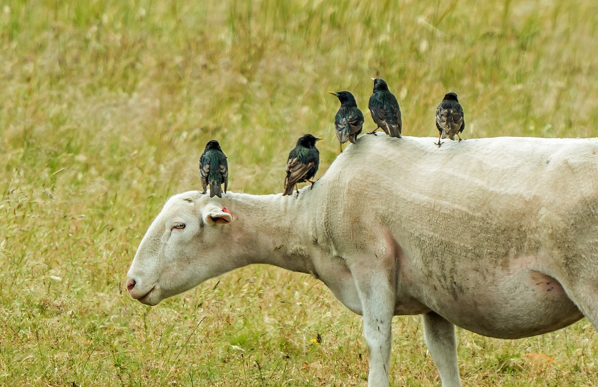 European Starling - ML627786579