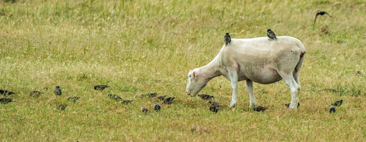 European Starling - ML627786580