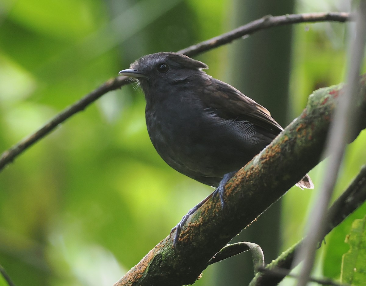 Slaty Gnateater - ML627786599