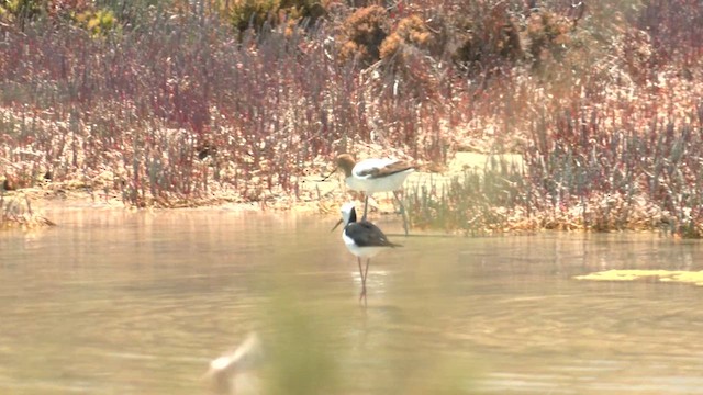 Red-necked Avocet - ML627786616