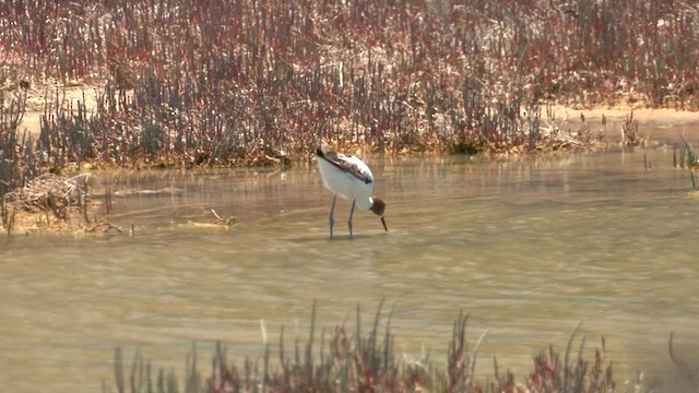 Red-necked Avocet - ML627786617