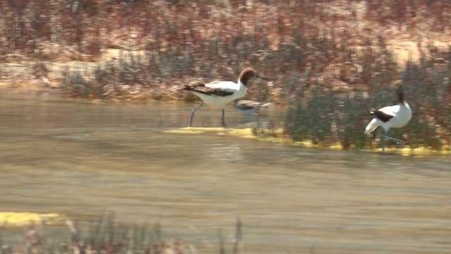 Red-necked Avocet - ML627786626