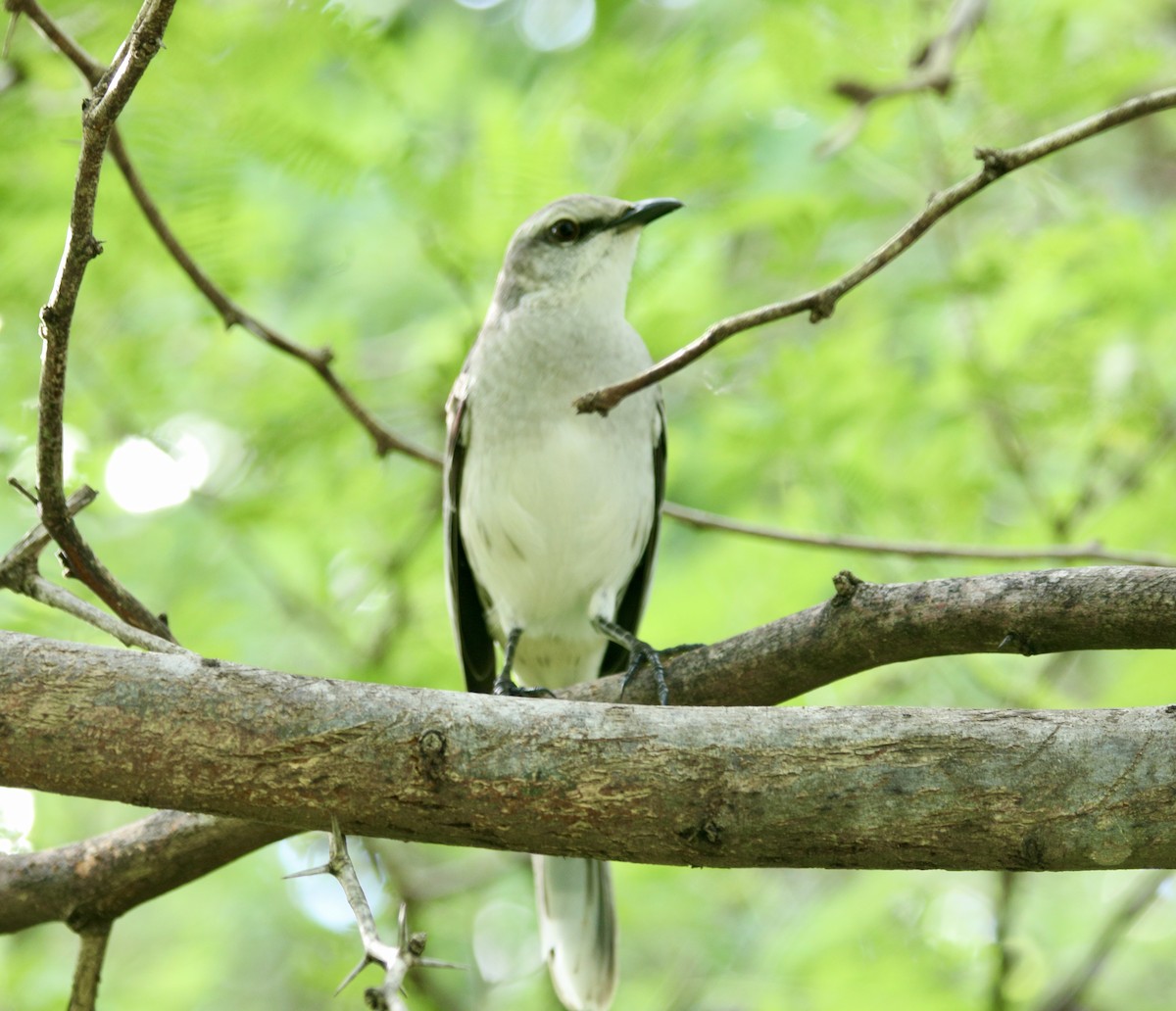 Tropical Mockingbird - ML627786629