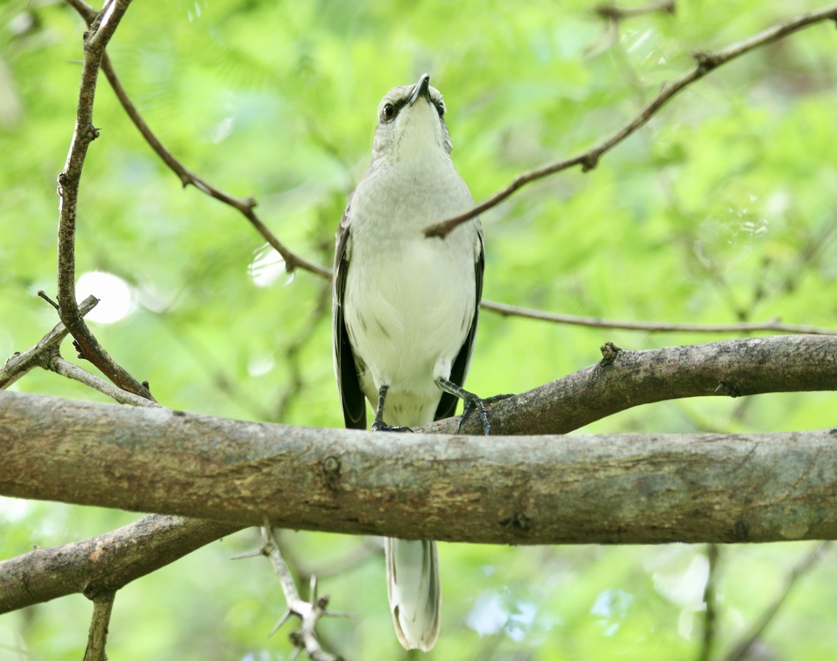 Tropical Mockingbird - ML627786636