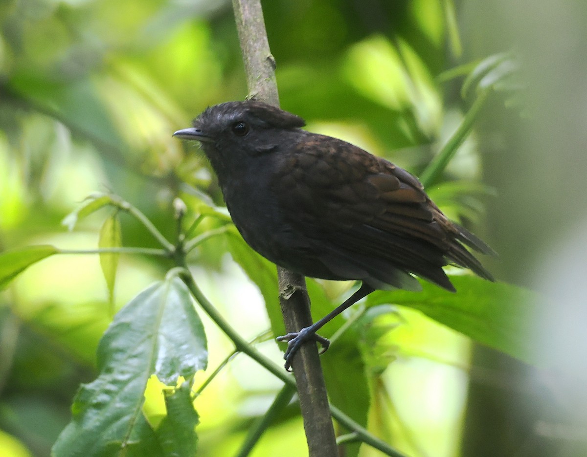 Slaty Gnateater - ML627786659