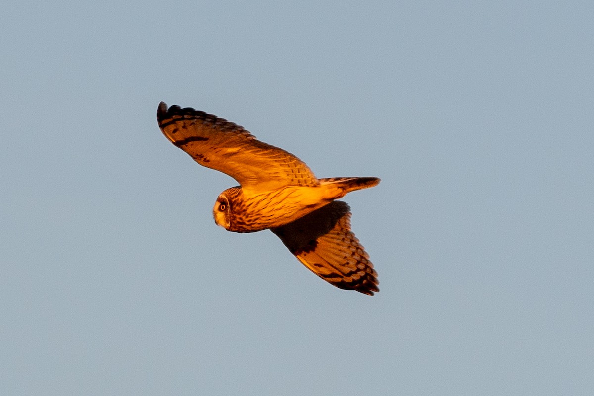 Short-eared Owl (Northern) - ML627786674