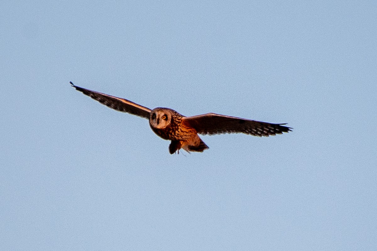 Short-eared Owl (Northern) - ML627786675