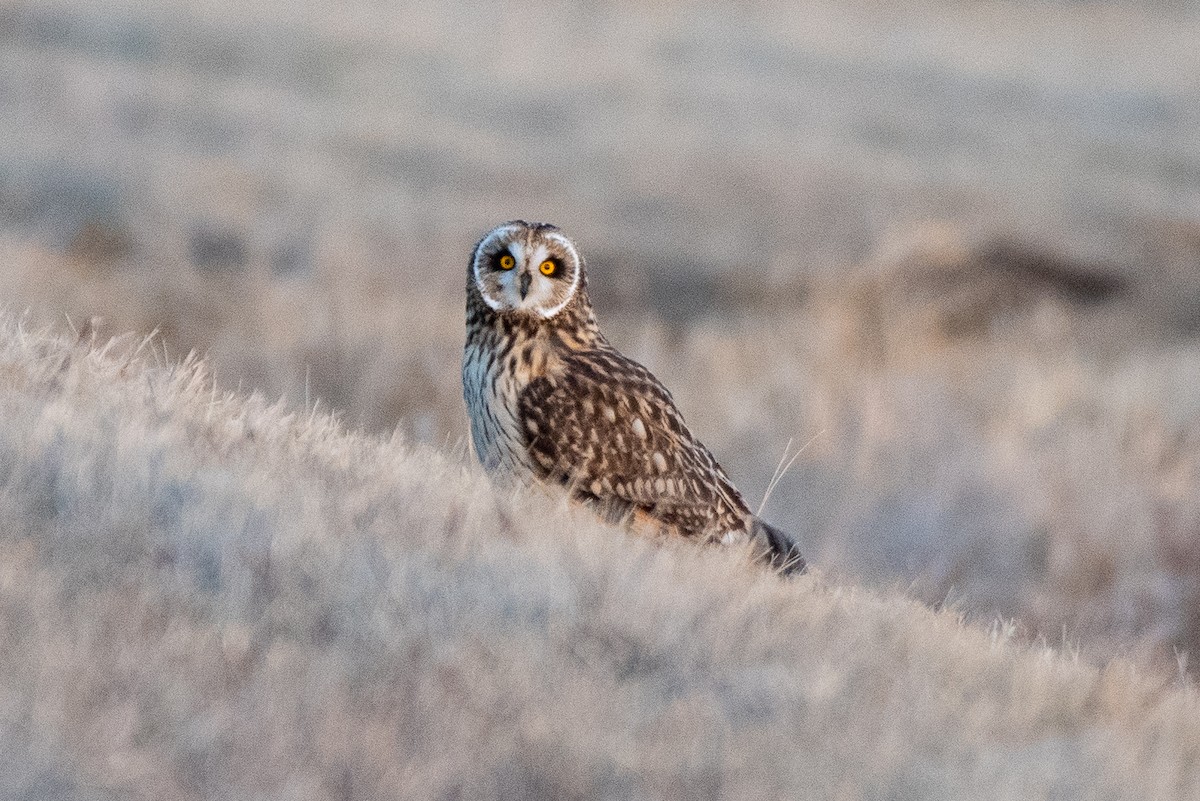 Short-eared Owl (Northern) - ML627786676