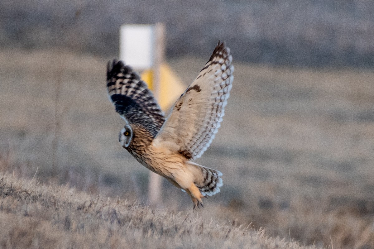 Short-eared Owl (Northern) - ML627786677