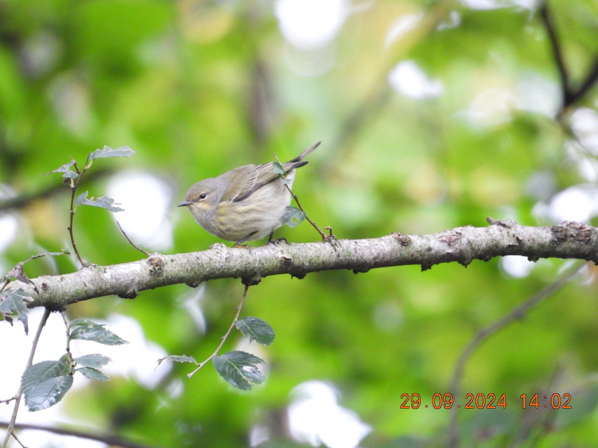 Cape May Warbler - ML627786685