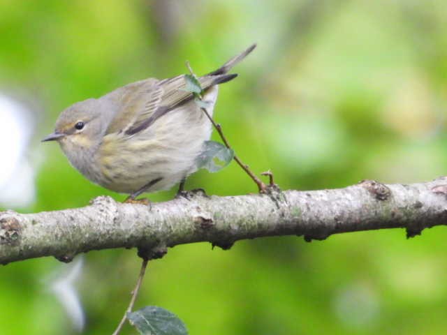 Cape May Warbler - ML627786686