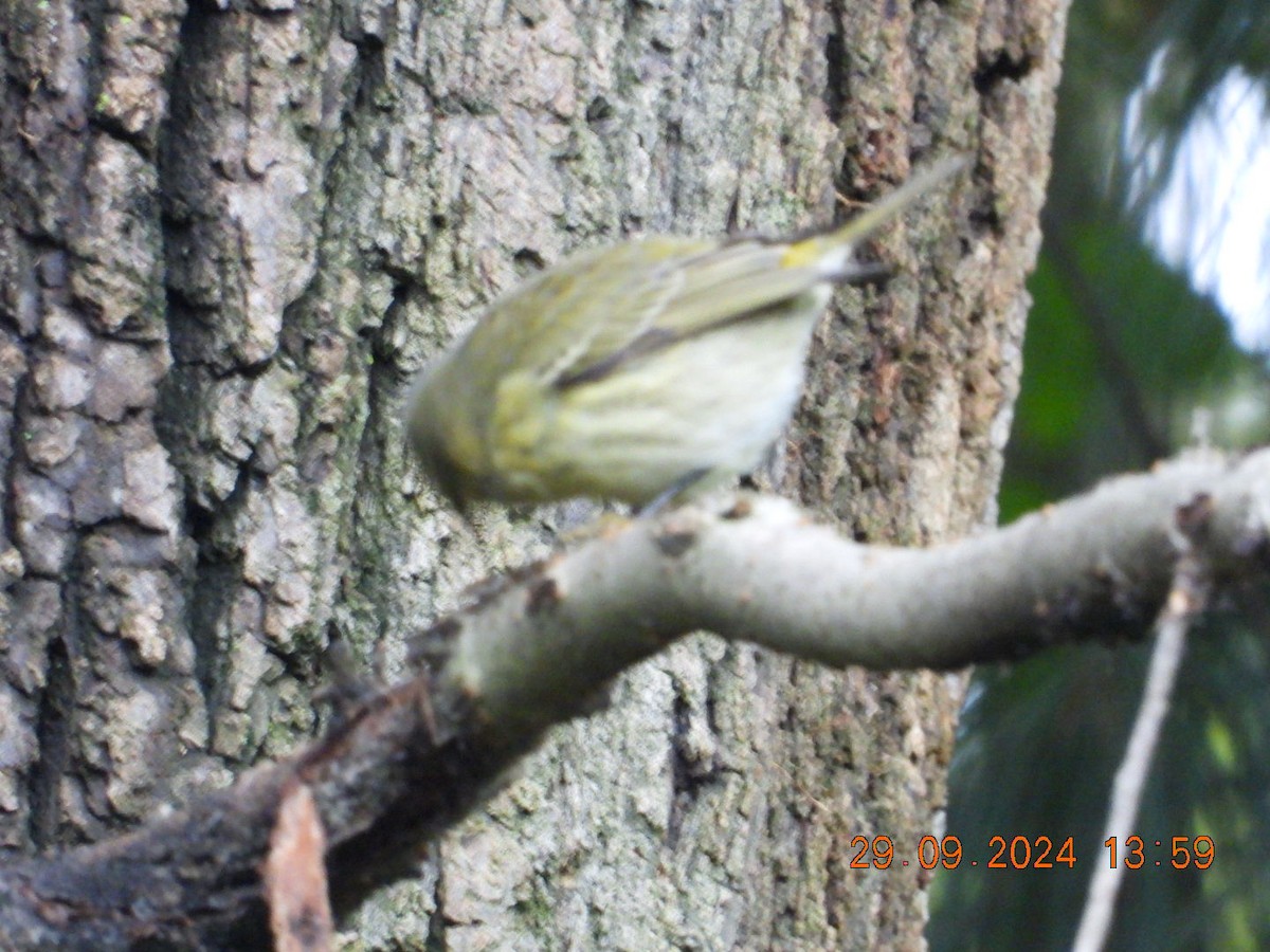 Cape May Warbler - ML627786687