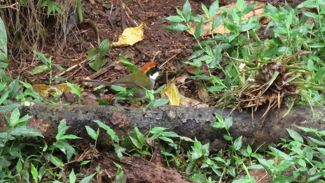 クリボウシヤブシトド - ML627786703
