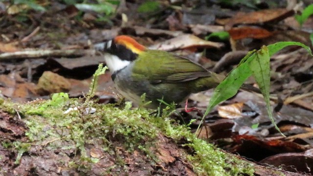 クリボウシヤブシトド - ML627786714