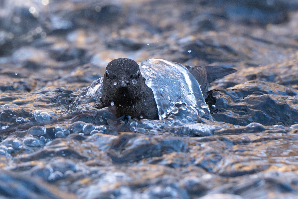 American Dipper - ML627786716