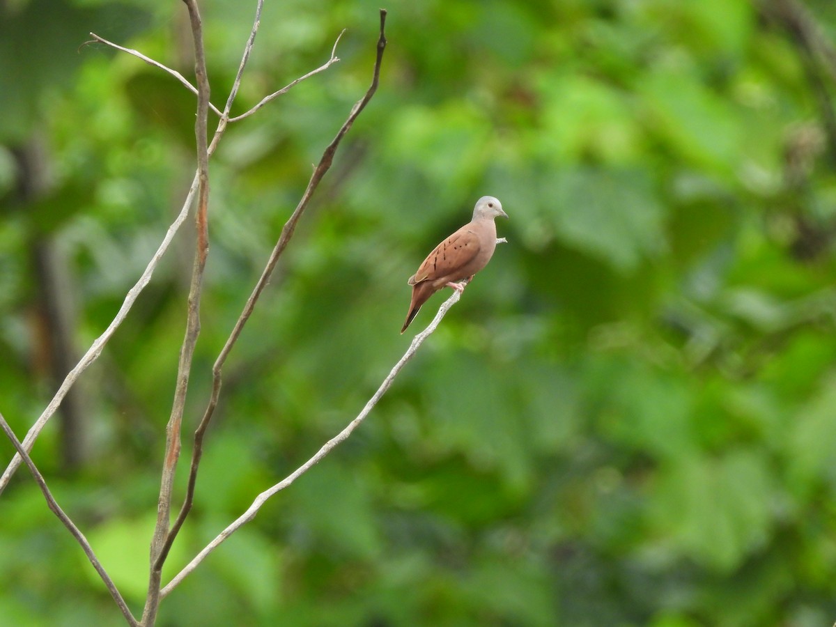 Ruddy Ground Dove - ML627786720