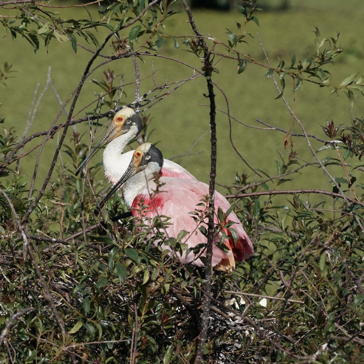 Roseate Spoonbill - ML627786769