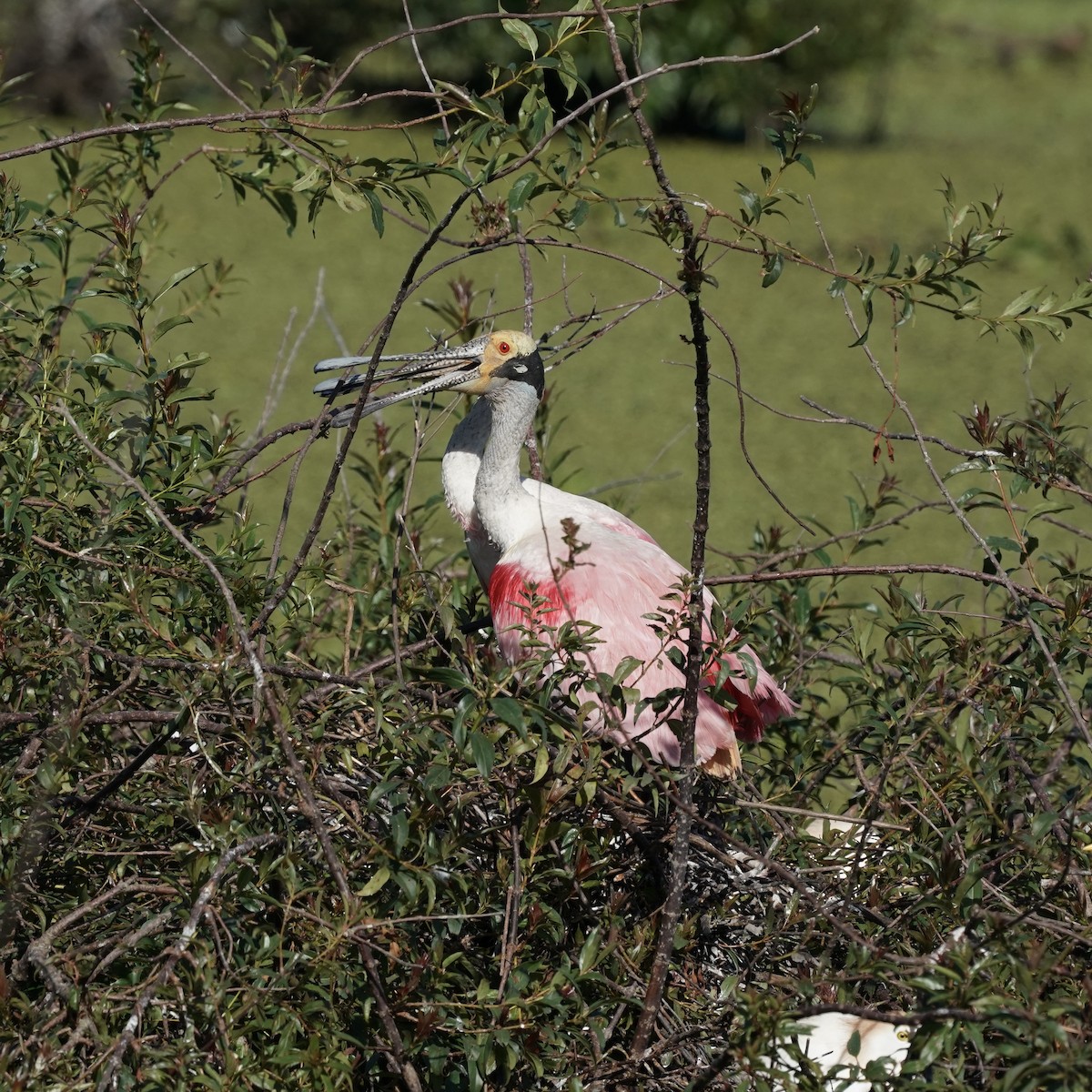 Roseate Spoonbill - ML627786770