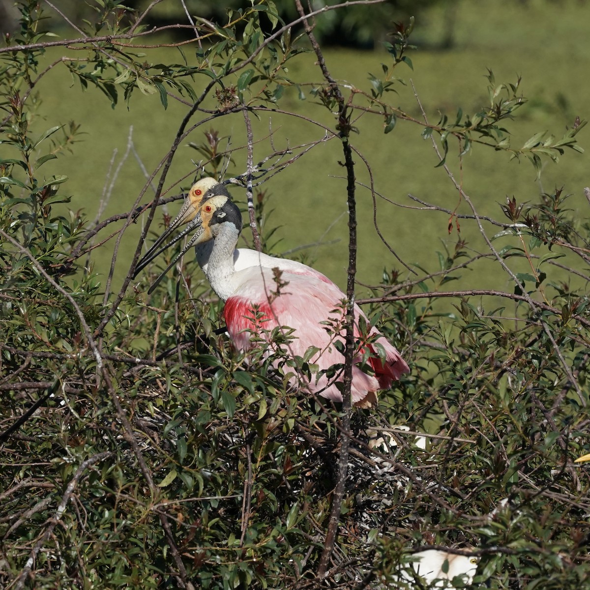 Roseate Spoonbill - ML627786771