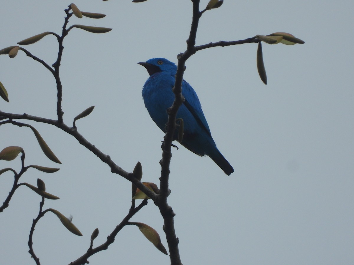 Plum-throated Cotinga - ML627786776