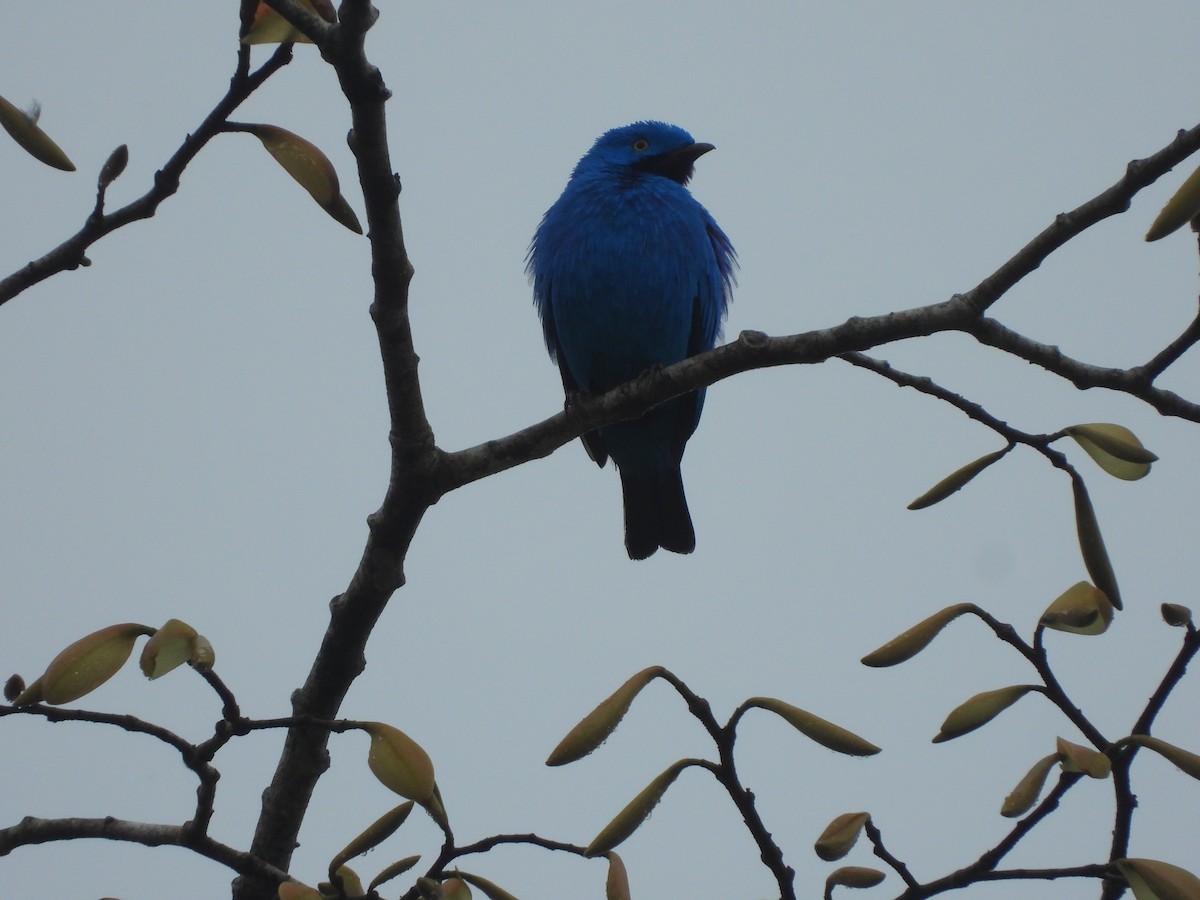 Plum-throated Cotinga - ML627786777