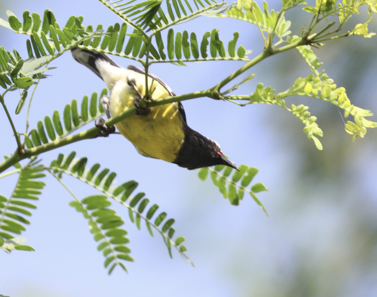 Bananaquit - ML627786789