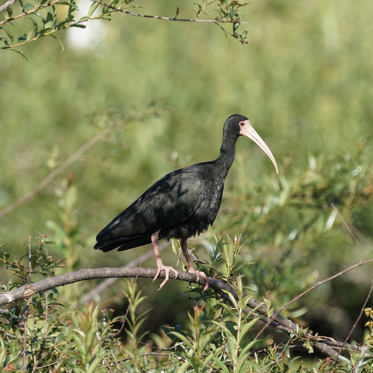 Bare-faced Ibis - ML627786797