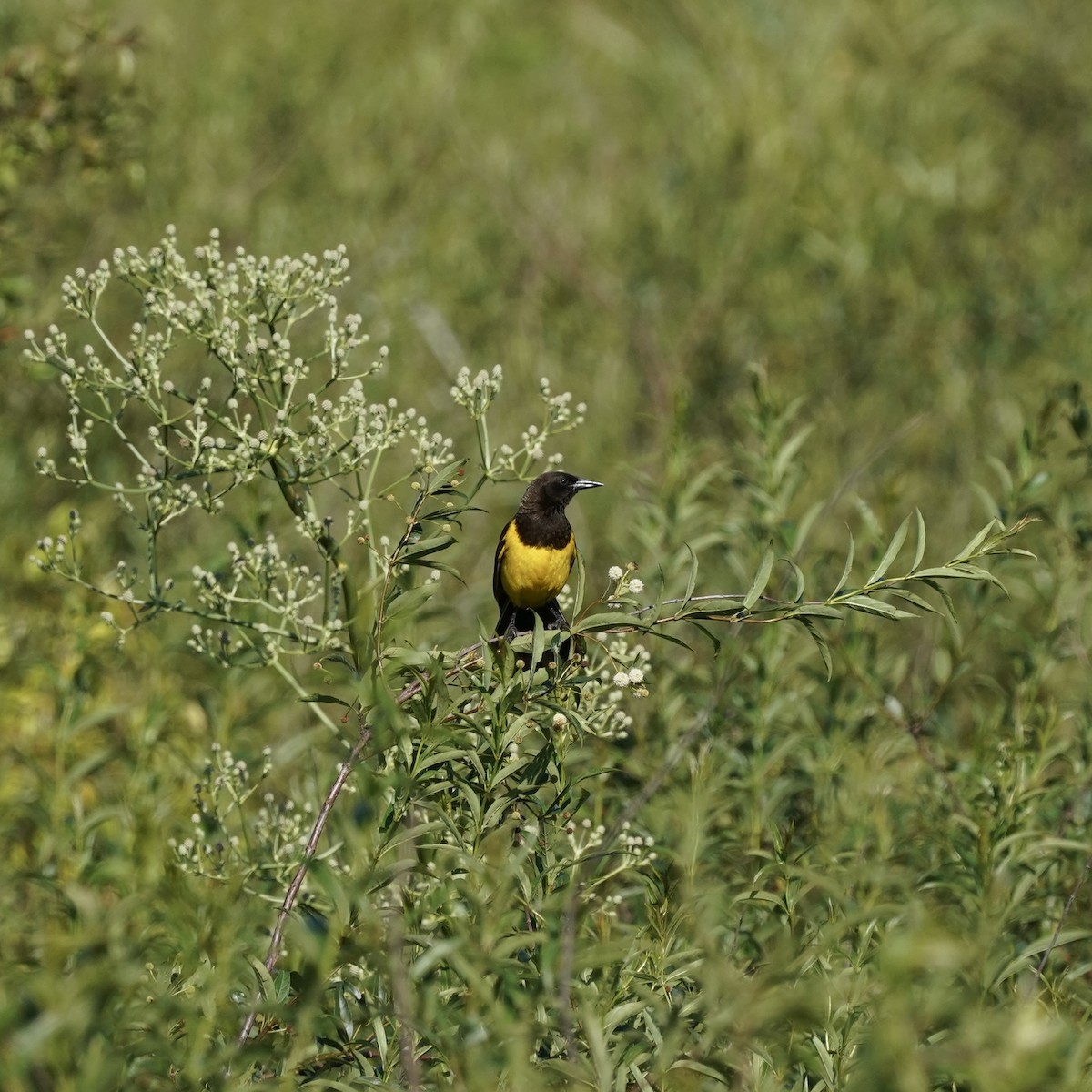 Yellow-rumped Marshbird - ML627786800