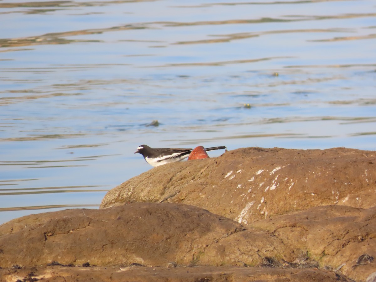 White-browed Wagtail - ML627786808