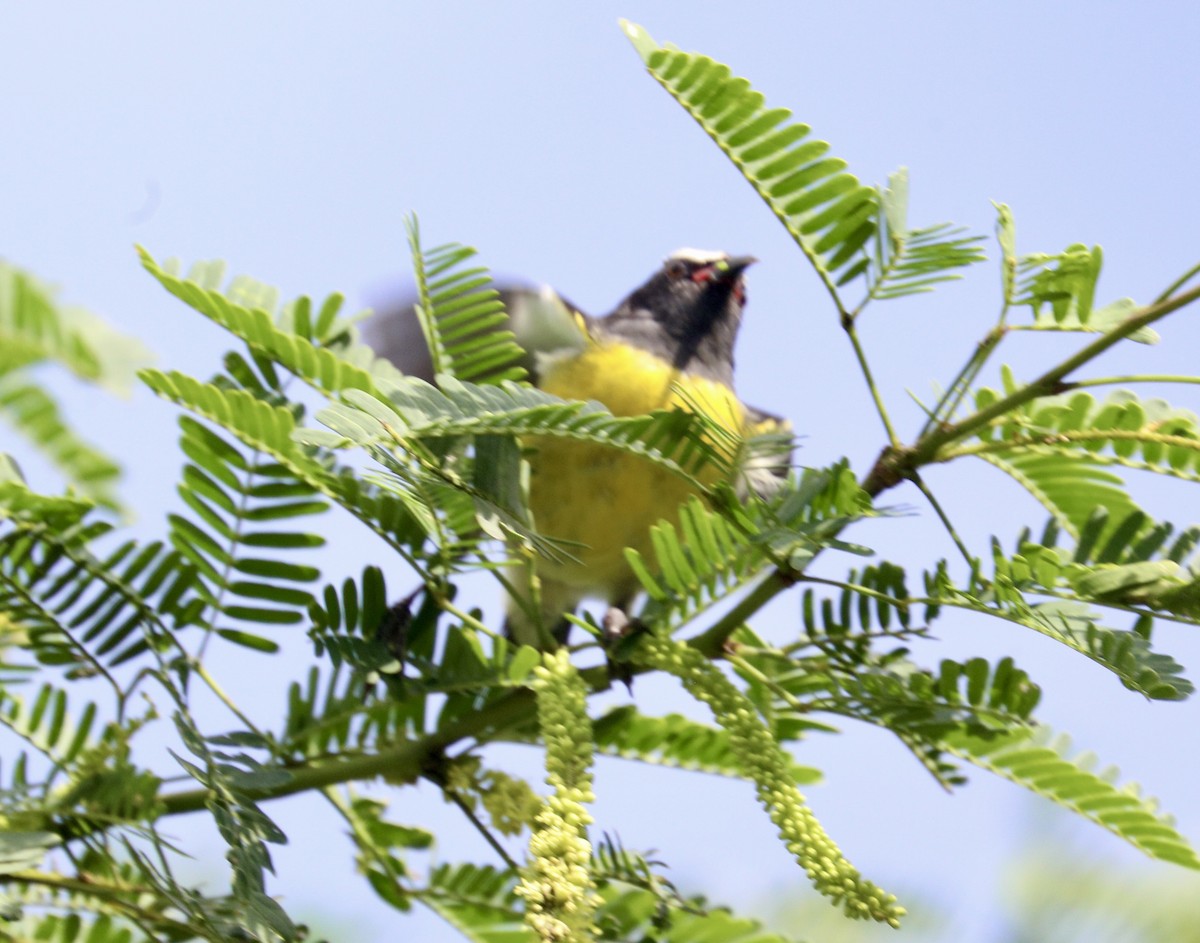 Bananaquit - ML627786814