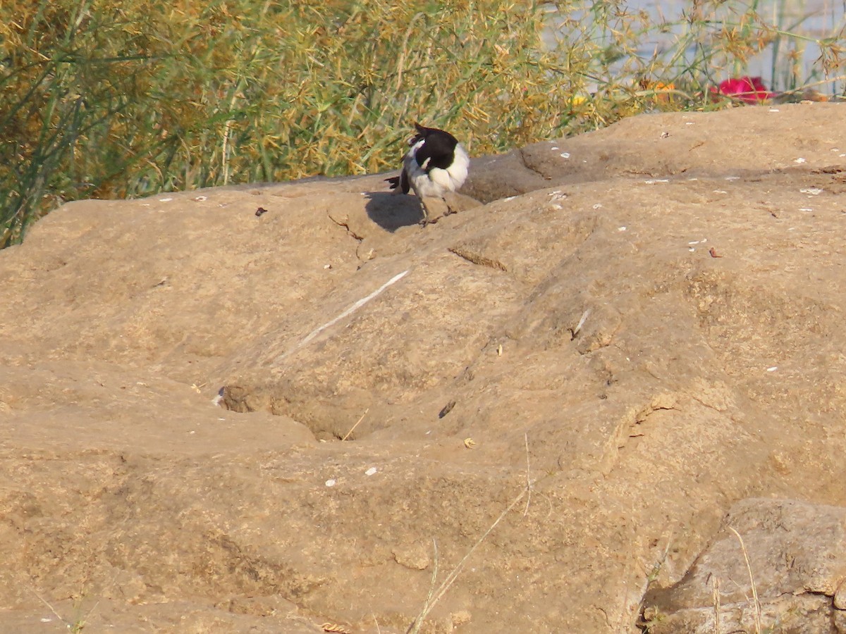 White-browed Wagtail - ML627786815