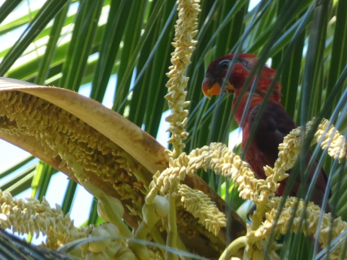 Cardinal Lory - ML627786825