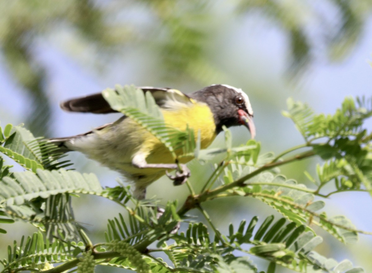 Bananaquit - ML627786829