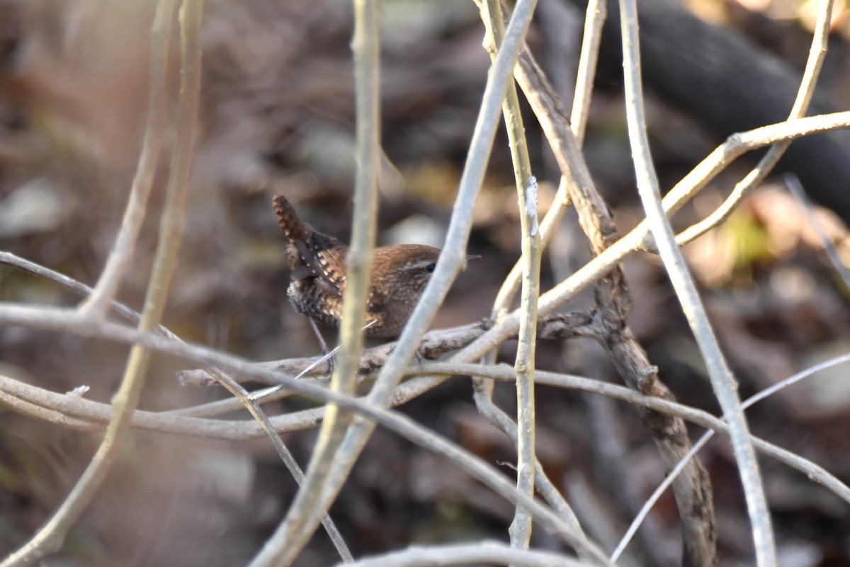 Winter Wren - ML627786867