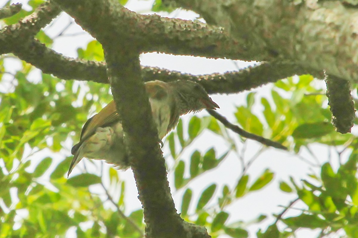 Scaly-throated Honeyguide - ML627786918