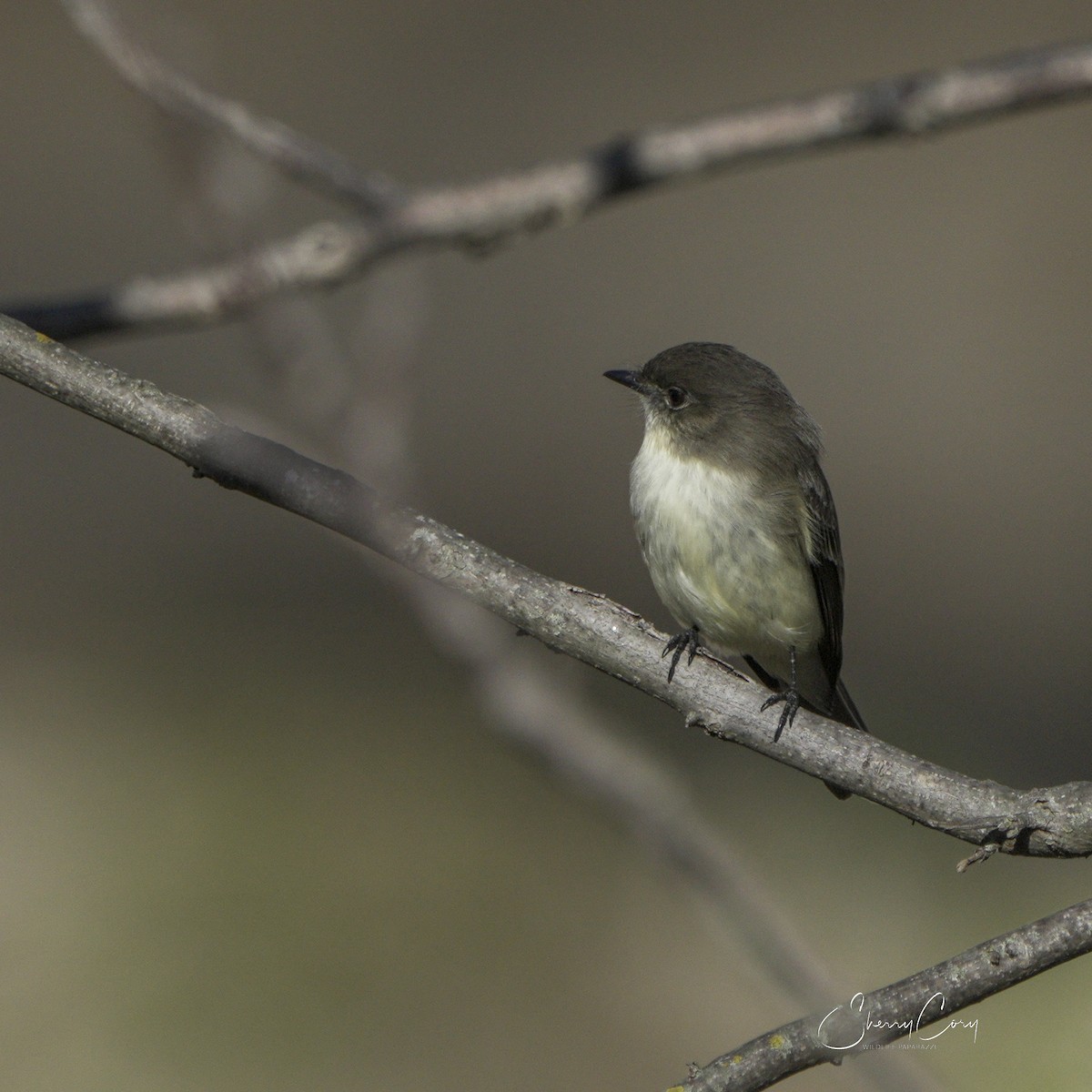 Eastern Phoebe - ML627786931