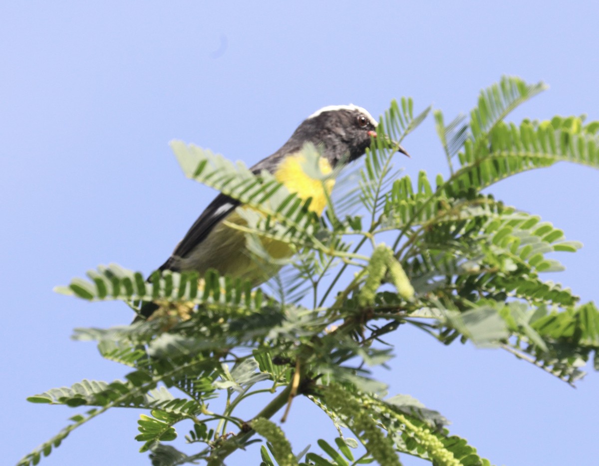 Bananaquit - ML627786932