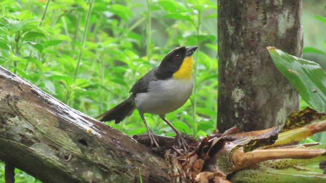 White-naped Brushfinch - ML627786937