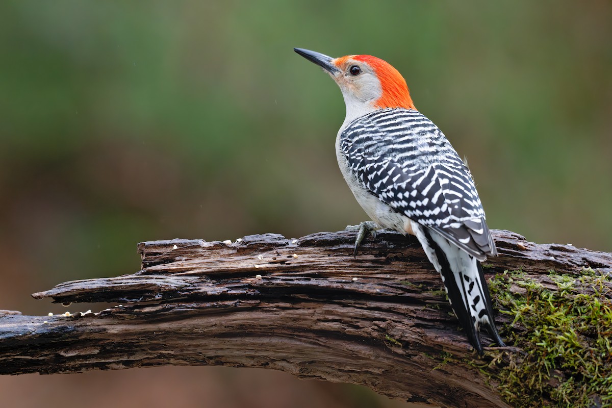 Red-bellied Woodpecker - ML627787045