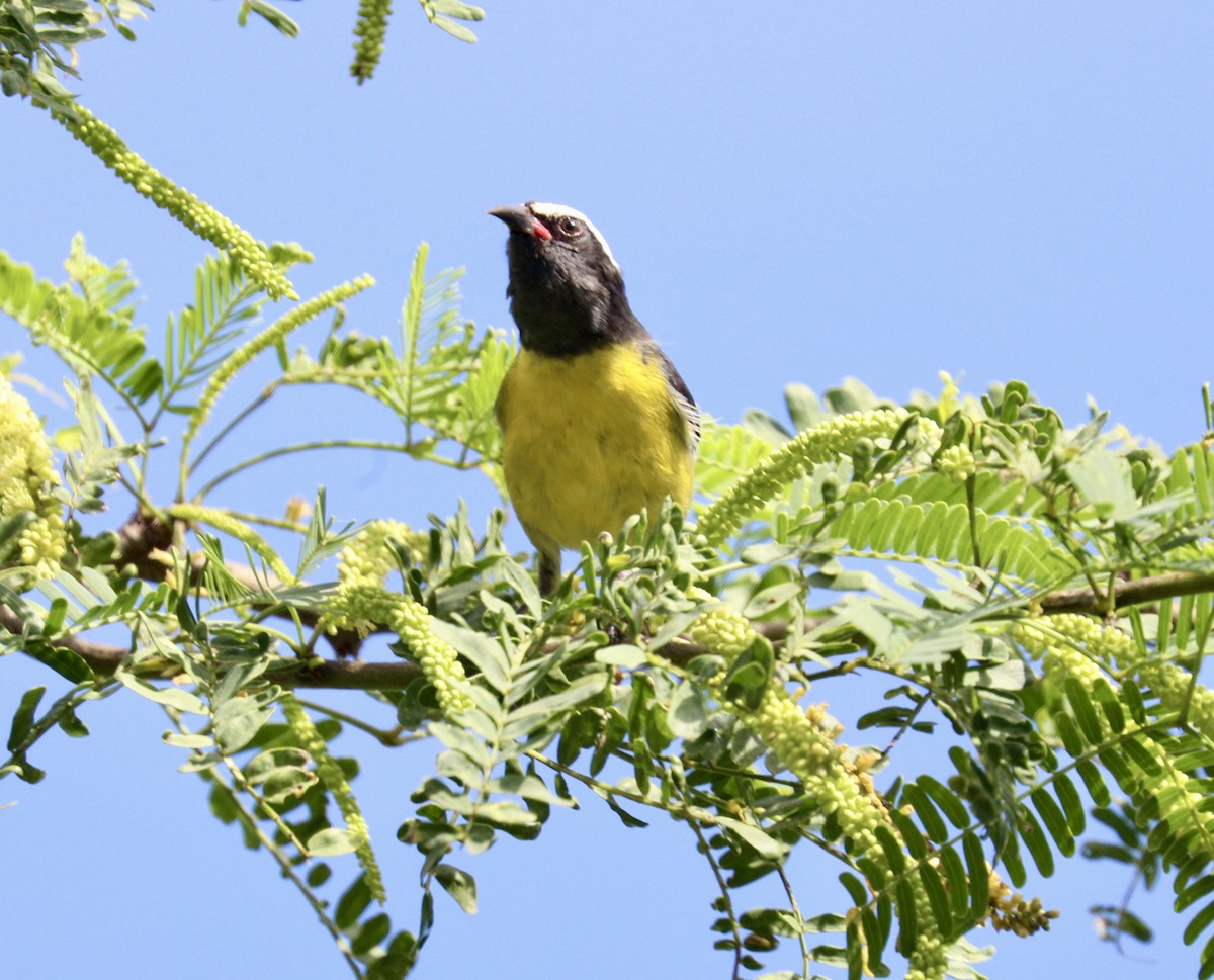 Bananaquit - ML627787051