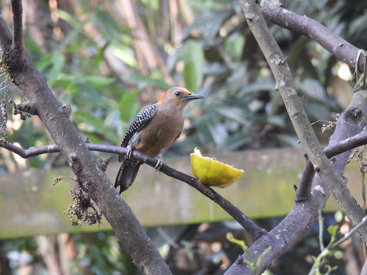 Golden-fronted Woodpecker - ML627787061