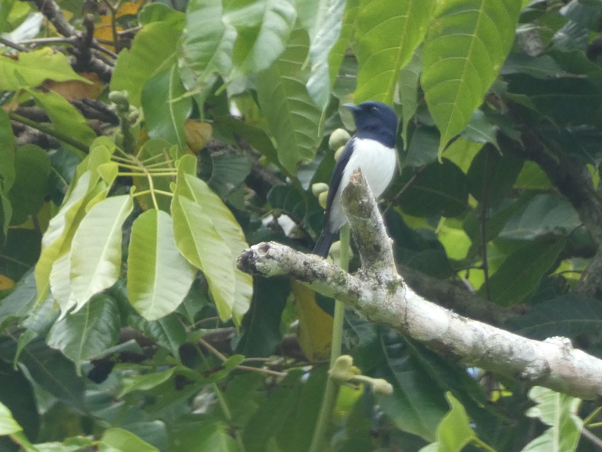 Steel-blue Flycatcher - ML627787087