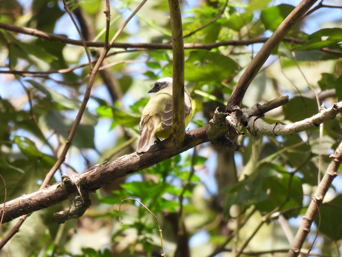 Social Flycatcher - ML627787090