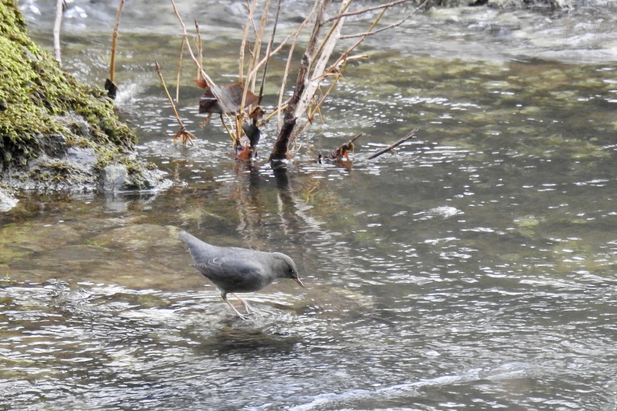 American Dipper - ML627787092