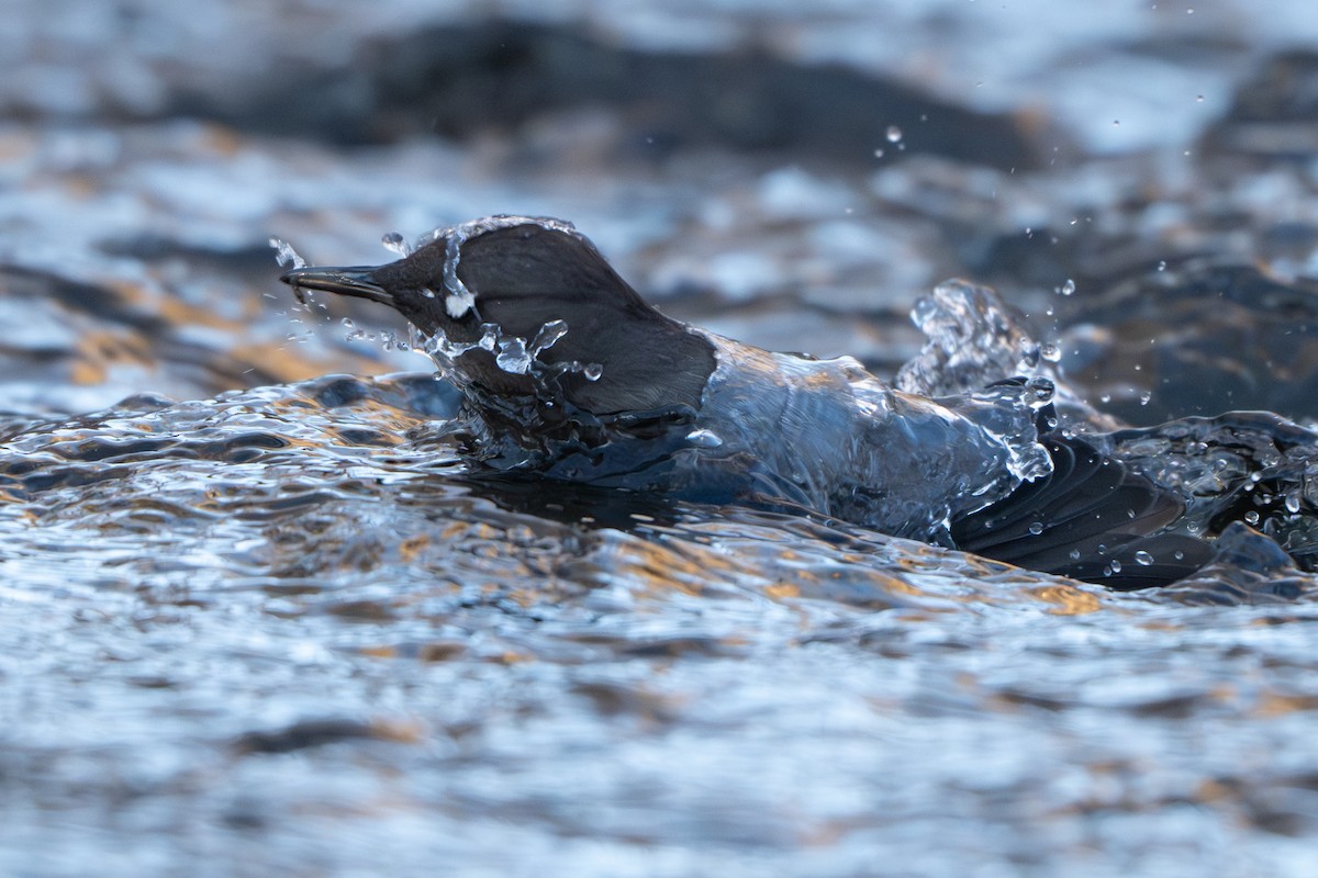 American Dipper - ML627787105